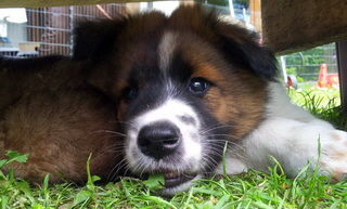 Barney (vergeben)
