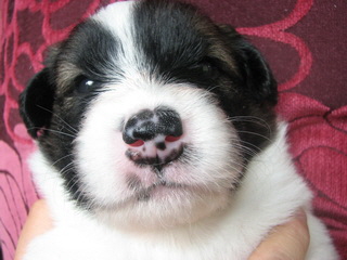 Alfy