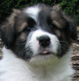 Alfy (Oskar)