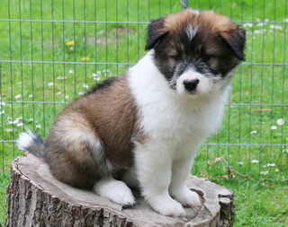 Bessi (Holly) (vergeben)