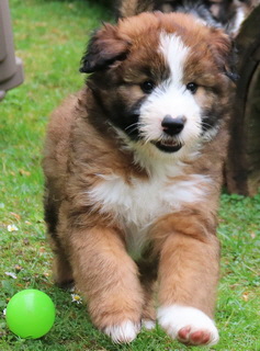 Balu (vergeben)