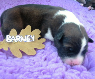 Barney