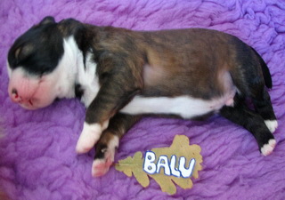 Balu