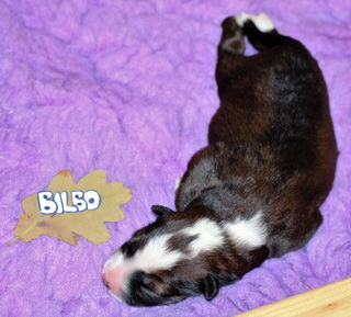 Bilbo