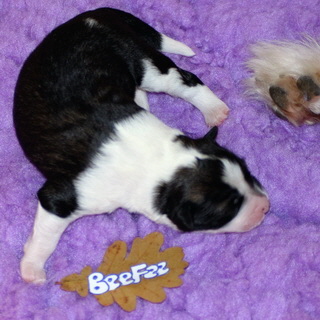 BeeFee