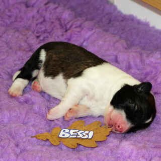 Bessi
