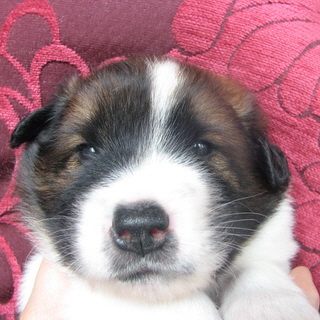 Barney