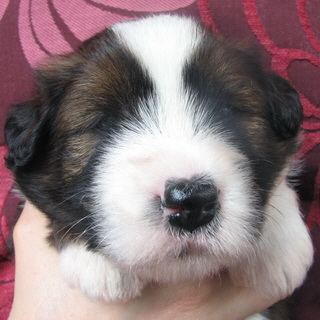 Bilbo
