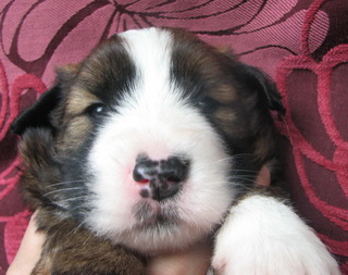 Balu