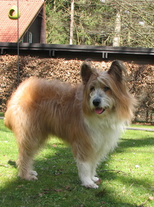Félice