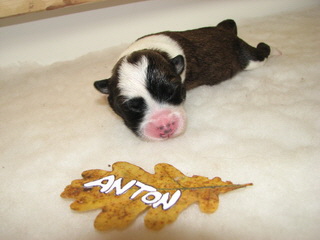 Anton