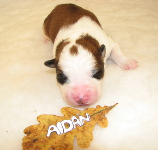 Aidan