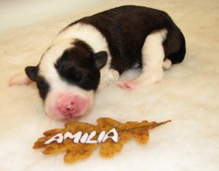 Amilia