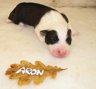 Aron