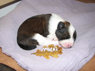 Amilia