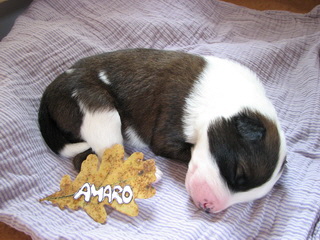 Amaro