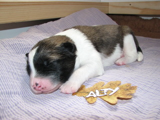 Alfy