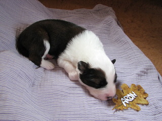 Aron