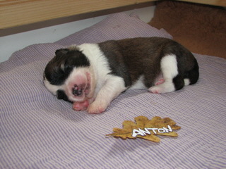 Anton