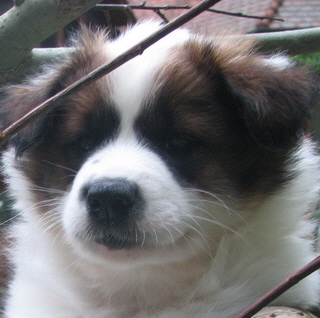 Aron