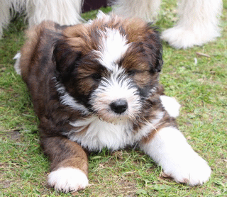 Bilbo