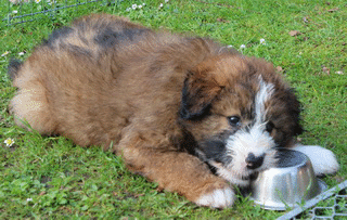 Balu