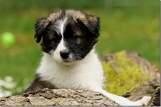 BeeFee (vergeben)